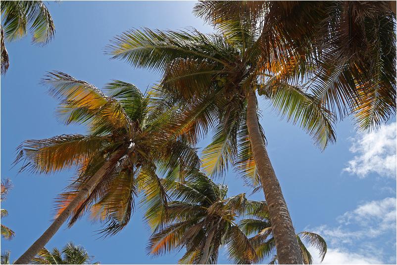 Guadeloupe-(43)