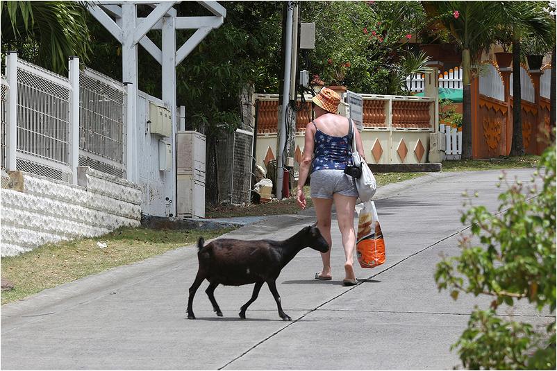 Guadeloupe-(74)